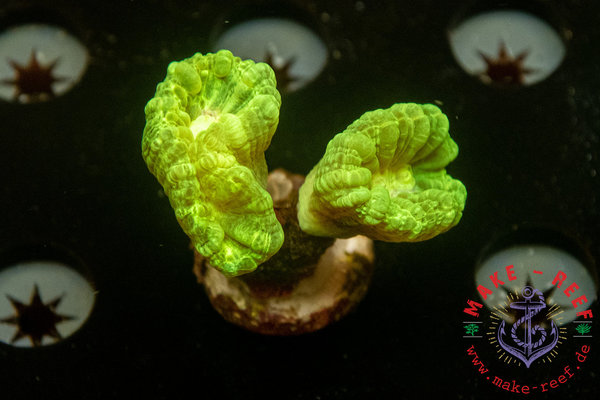 Caulastrea furcata toxic | 2 Köpfe