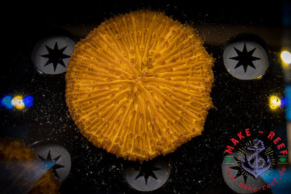 Fungia orange Ultra