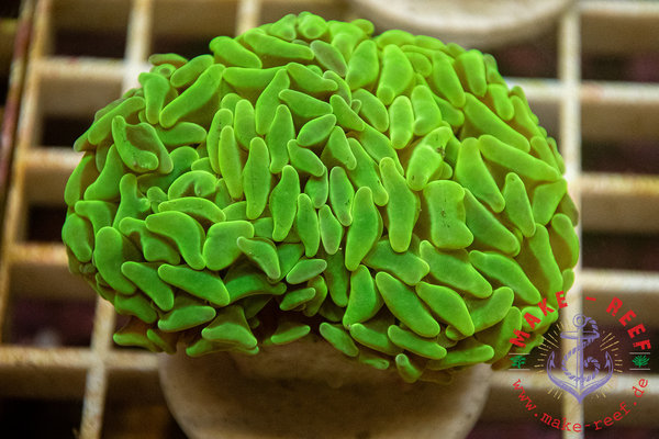 Euphyllia paraancora green metalic