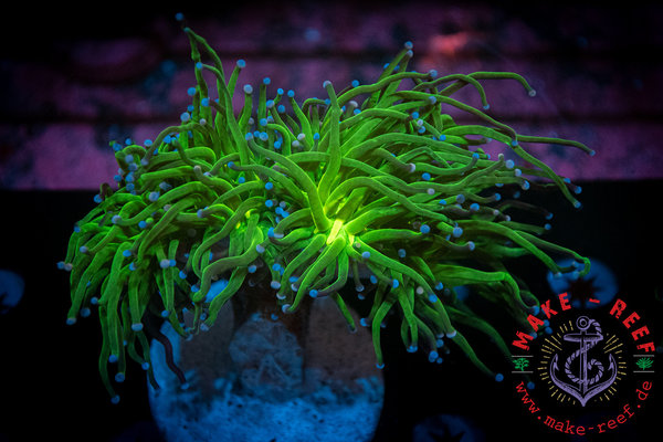 Euphyllia green torch Ultra - odd eye Style | 3 Köpfe